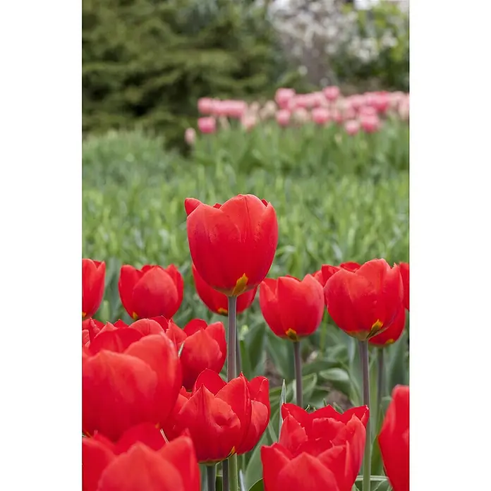 Piardino Frühlingsblumenzwiebeln Tulpe - Tulipa Hybride, 3 Stk. - Leuchtend rote Tulpen in voller Blüte, die sich im Garten erheben. Sanfte grüne und rosa Farbtöne im Hintergrund betonen die Blütenpracht.