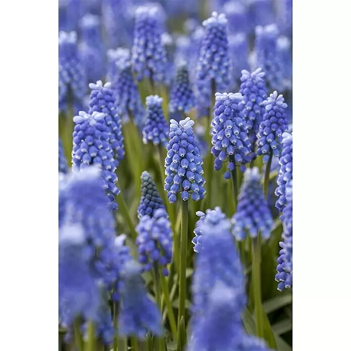 Piardino Frühlingsblumenzwiebeln Traubenhyazinthe - Muscari armeniacum, 9 cm - Stimmungsaufnahme