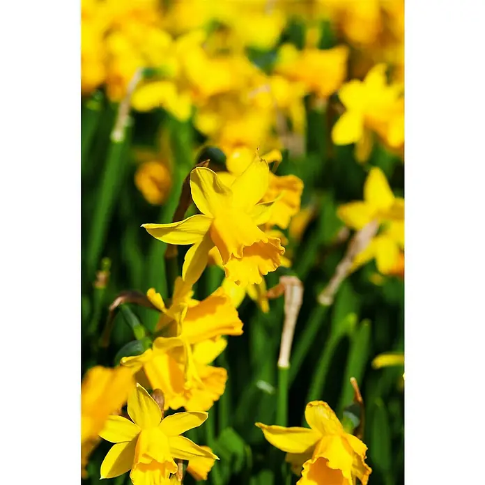Piardino Frühlingsblumenzwiebeln Narzisse - Narcissus cyclamineus - Nahaufnahme einer strahlenden, gelben Narzissenblüte im Sonnenschein, umgeben von frischem Grün.