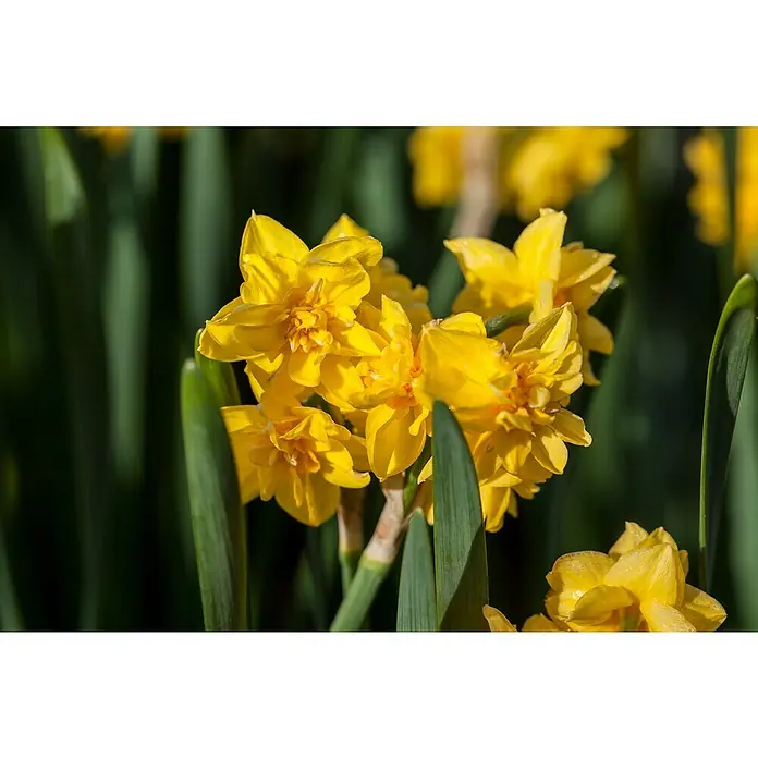 Piardino Frühlingsblumenzwiebeln Narzisse - Narcissus cyclamineus, Topfgröße: 12 cm, 'Tête à tête', Max. Wuchshöhe: 15 cm - 40 cm, Blütezeit: April - Nahaufnahme leuchtend gelber Narzissen vor einem Hintergrund aus sattem Grün, die die Schönheit und Vitalität des Frühlings einfangen.