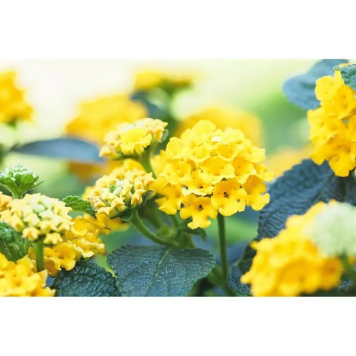 Piardino Wandelröschen - Lantana camara, Topfgröße: 21 cm - Nahaufnahme von leuchtend gelben Lantana-Blüten, die dichte, kugelförmige Blütenstände bilden, umgeben von grünen, texturierten Blättern.
