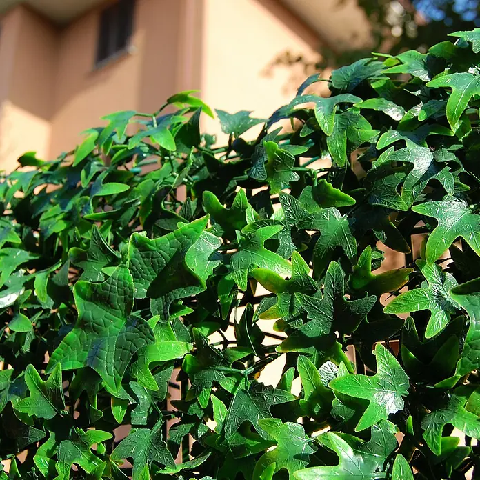 Jardín vertical Helix - Plástico, L x An: 50 x 50 cm - Primer plano de una pantalla de privacidad de hiedra artificial con hojas verdes vibrantes, ideal para decorar jardines y balcones.