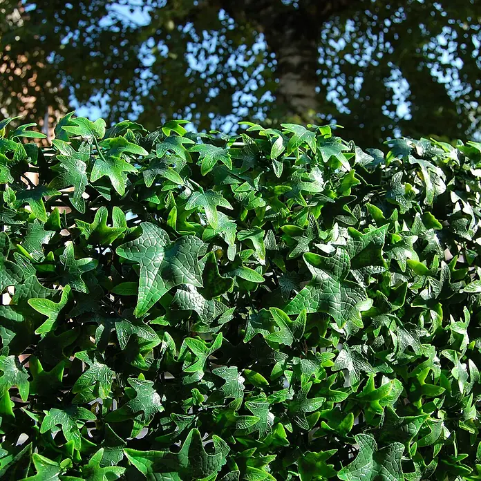 Jardín vertical Helix - Plástico, L x An: 50 x 50 cm - Densa pared de hiedra artificial para el jardín. Perfecta como pantalla de privacidad o elemento decorativo, creando un ambiente verde.