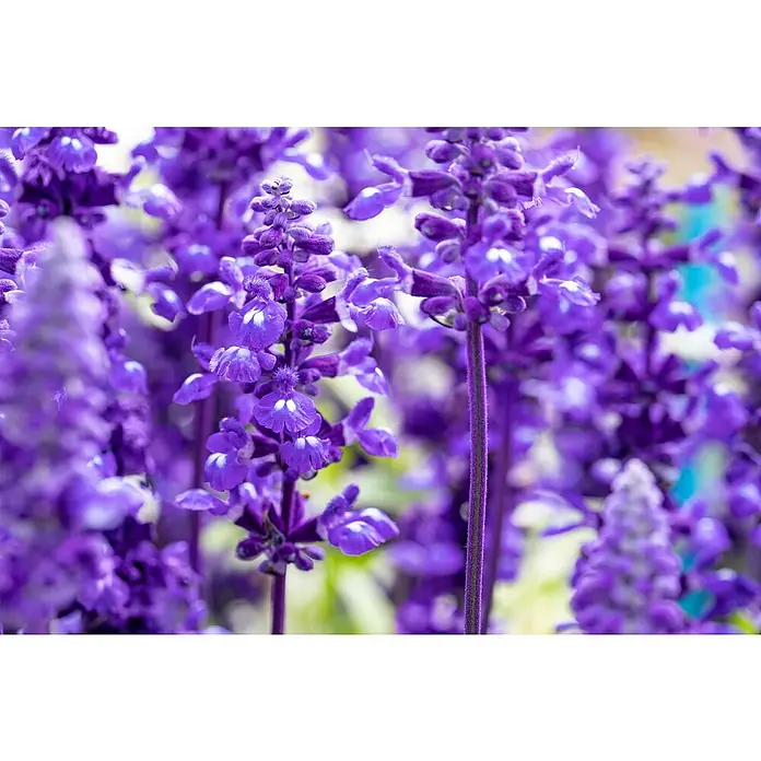 Piardino Mehliger Salbei - Salvia farinacea, Blütenfarbe: Sortenabhängig - Nahaufnahme von blauem Lavendel, der seine tiefen Farbtöne und feinen Details zeigt, perfekt für Duft und visuelle Freude.