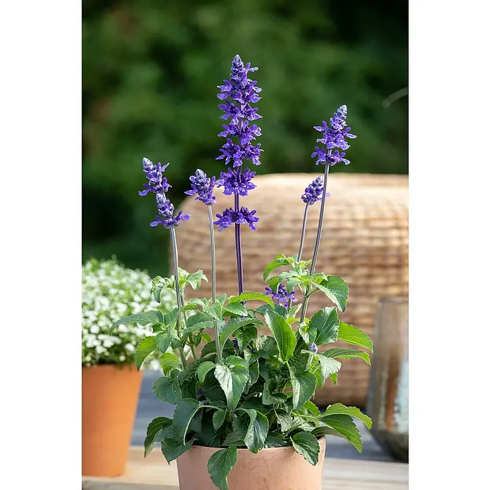 Piardino Mehliger Salbei - Salvia farinacea, Blütenfarbe: Sortenabhängig - Nahaufnahme einer Topfpflanze mit violetten Salvienblüten und grünen Blättern, die auf einem Tisch steht.
