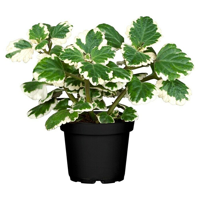 Piardino Weihrauch - Plectranthus coleoides online kaufen bei BAUHAUS