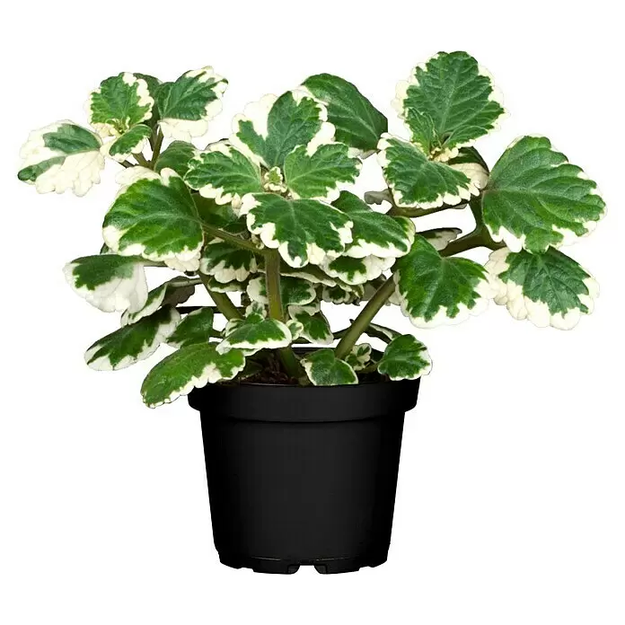 Piardino WeihrauchPlectranthus coleoides