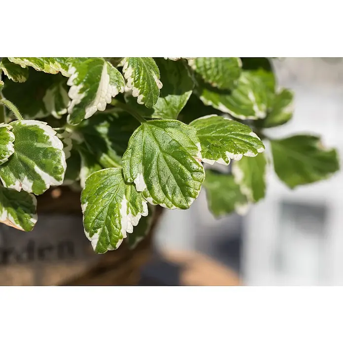 Piardino WeihrauchPlectranthus coleoides - Nahaufnahme einer Plectranthus Coleoides-Pflanze mit grünen Blättern und weißen Rändern, die in einem Topf im Freien wächst.