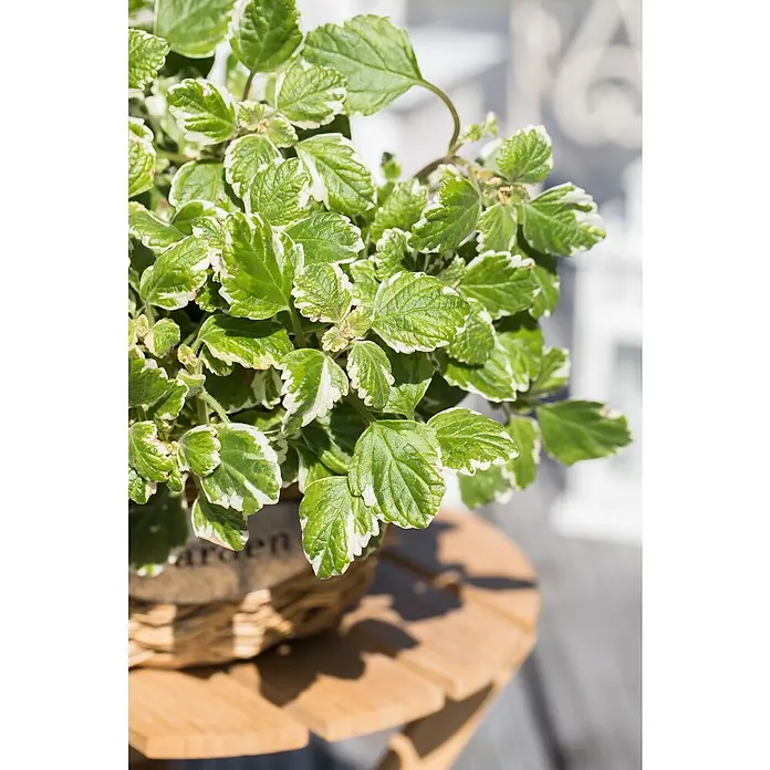 Piardino WeihrauchPlectranthus coleoides - Nahaufnahme einer duftenden Harfenstrauch-Pflanze mit grün-weißen Blättern in einem rustikalen Topf auf einem Holztisch, ideal für Garten und Balkon.