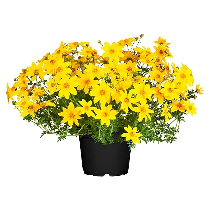 Piardino GoldmarieBidens ferulifolia, Topfgröße: 10 cm, Gelb