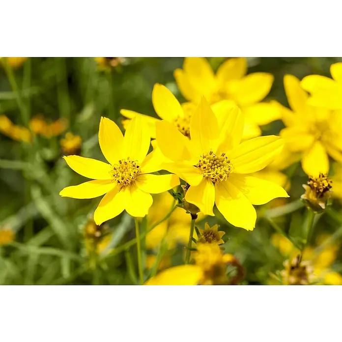Piardino Goldmarie - Bidens ferulifolia, Topfgröße: 10 cm, Gelb - Leuchtend gelbe Coreopsis-Blüten im Sonnenschein, die ihre Schönheit in voller Pracht entfalten. Ein farbenfroher Blickfang im Garten.