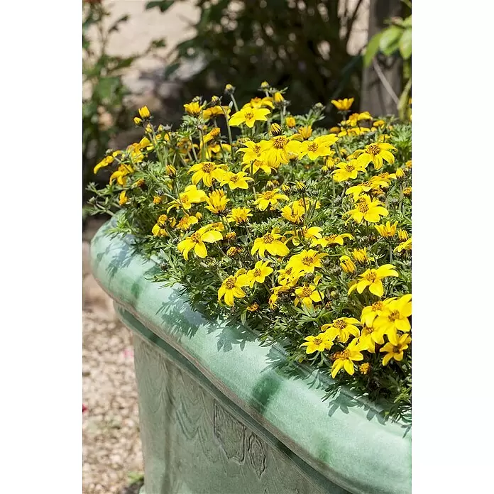 Piardino Goldmarie - Bidens ferulifolia, Topfgröße: 10 cm, Gelb - Grüner Keramikpflanzkübel mit leuchtend gelben Blumen, im Freien aufgestellt.