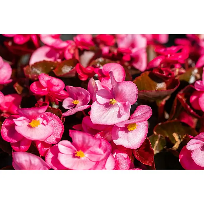 Piardino BegonieBegonia semperflorens, Topfgröße: 13 cm, Sortenabhängig - Nahaufnahme einer Sammlung leuchtend rosa Begonienblüten mit gelben Akzenten, die die zarte Schönheit der Blüten hervorheben.