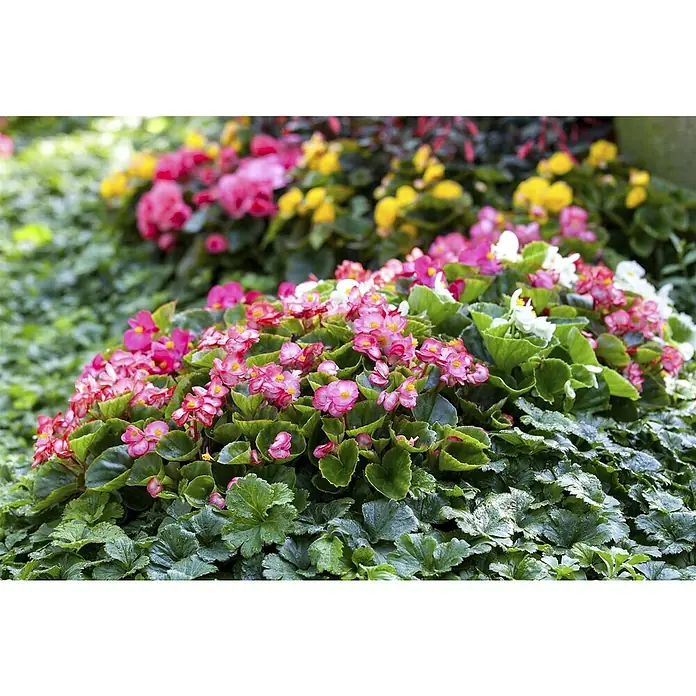 Piardino BegonieBegonia semperflorens, Topfgröße: 13 cm, Sortenabhängig - Nahaufnahme eines blühenden Beet mit rosa und weißen Begonien, umgeben von üppigem, grünen Laub.