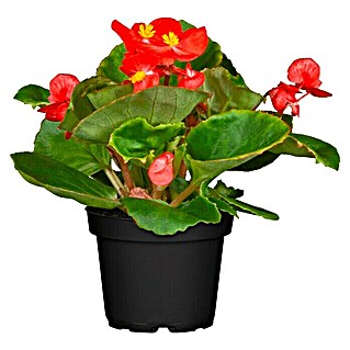 Begonia (Begonia semperflorens, Tamaño de maceta: 13 cm, Rojo)