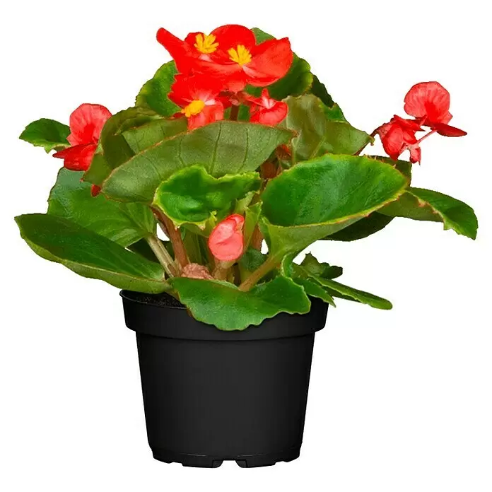 Piardino BegonieBegonia semperflorens, Topfgröße: 13 cm, Sortenabhängig