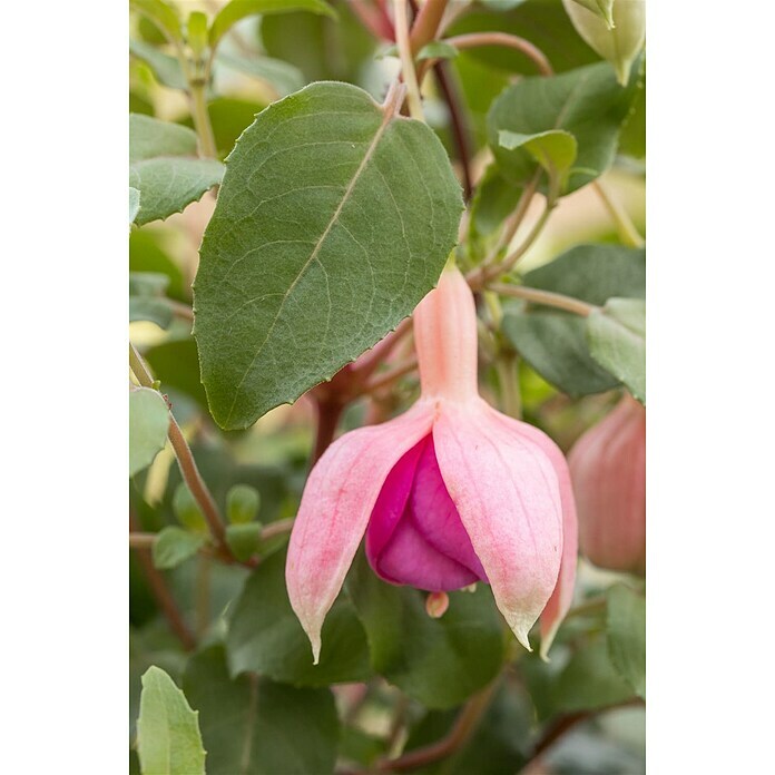 Fuchsia Hybride 25 Ampel i.F. gem.