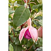 Fuchsia Hybride 25 Ampel i.F. gem.