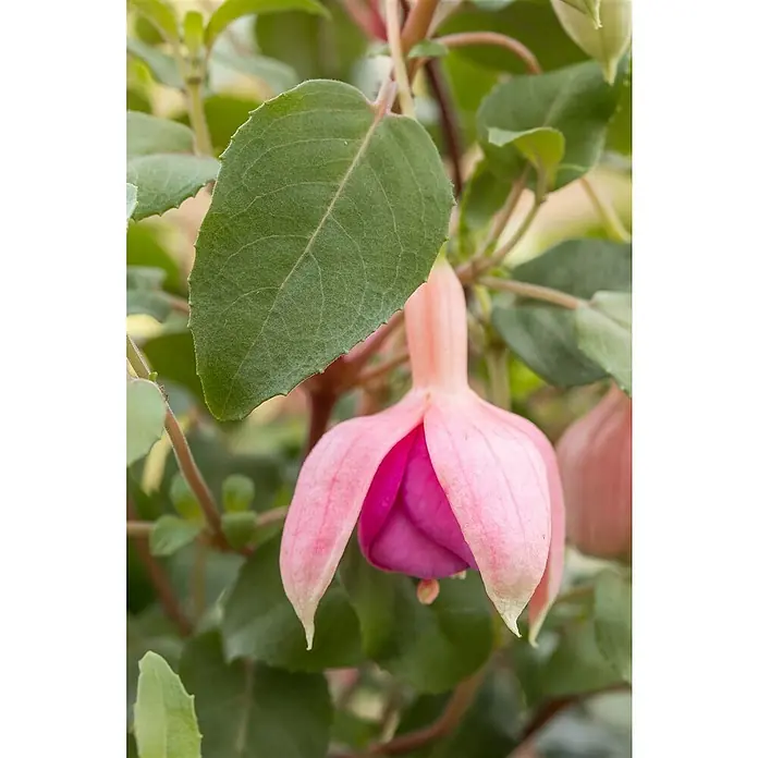 Piardino Fuchsie Ampelpflanzung - Fuchsia Hybride, Blütenfarbe: Mehrfarbig - Nahaufnahme einer eleganten rosa-violetten Fuchsie-Blüte mit grünen Blättern, die die zarte Schönheit der Natur hervorhebt.