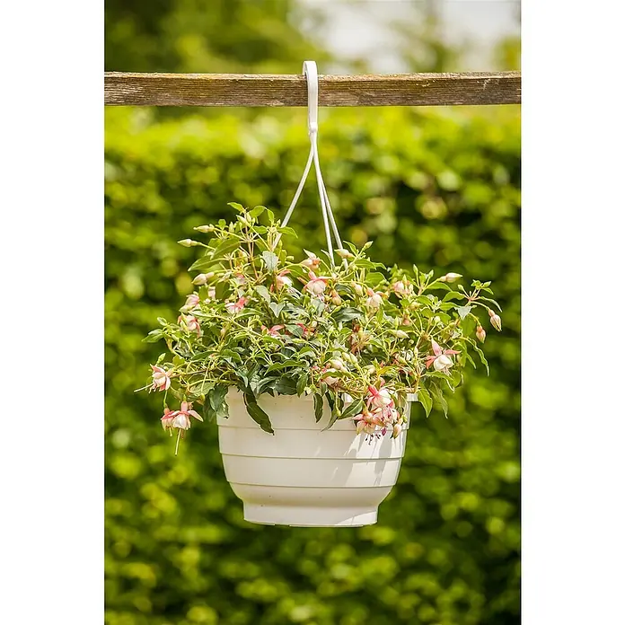 Piardino Fuchsie Ampelpflanzung - Fuchsia Hybride, Blütenfarbe: Mehrfarbig - Hängender Topf mit blühenden Fuchsien. Der weiße Topf hängt an einem Holzbalken und ist voller grüner Blätter und zarter Blüten.