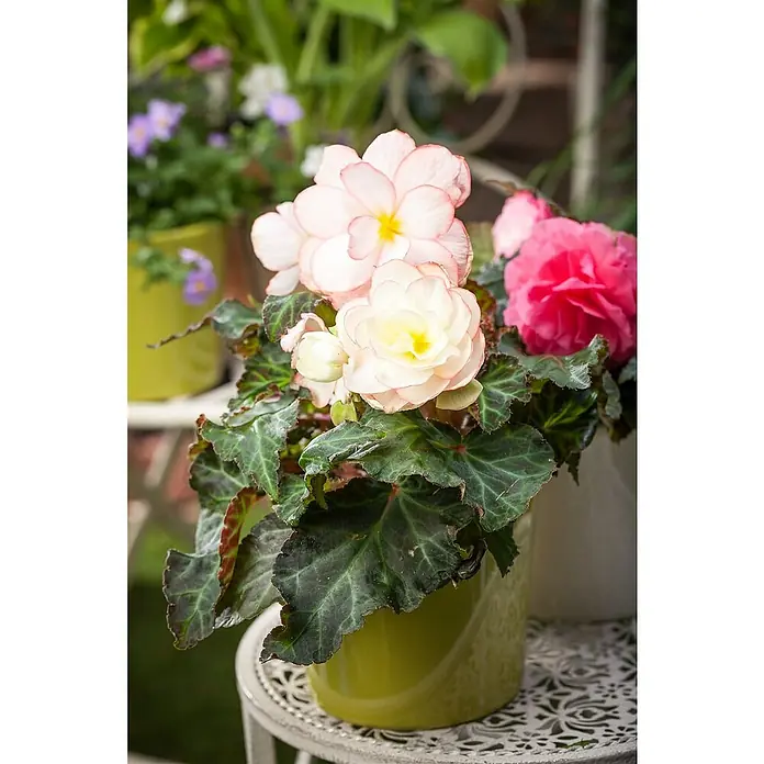 Piardino Begonie - Begonia x tuberhybrida, Topfvolumen: 11 l, Mehrfarbig - Nahaufnahme einer blühenden Begonie in einem Topf, mit zarten rosa Blüten und üppigen grünen Blättern, die auf einem verzierten Tisch stehen.