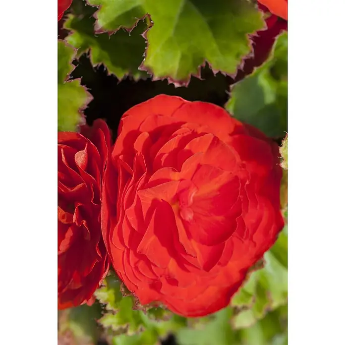 Piardino Begonie - Begonia x tuberhybrida, Topfvolumen: 11 l, Mehrfarbig - Detailaufnahme einer leuchtend roten Begonie, deren Blütenblätter ein dichtes, gewelltes Muster bilden, umgeben von grünen Blättern.