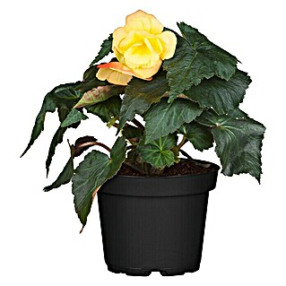 Piardino Begonie (Begonia x tuberhybrida, Topfvolumen: 11 l, Mehrfarbig)