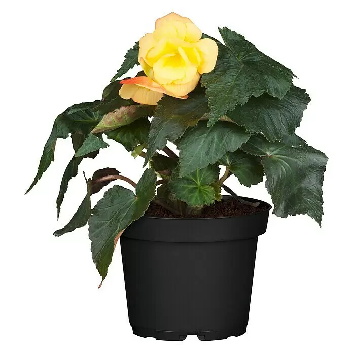Piardino Begonie - Begonia x tuberhybrida, Topfvolumen: 11 l, Mehrfarbig - Vorderansicht