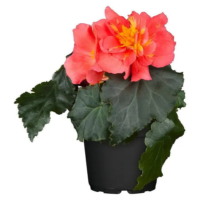 Piardino Begonie - Begonia x tuberhybrida, Topfvolumen: 11 l, Mehrfarbig - Die rote Begonie in einem schwarzen Topf präsentiert ihre Blütenpracht. Die dunkelgrünen Blätter bilden einen schönen Kontrast zu den leuchtenden Blüten.