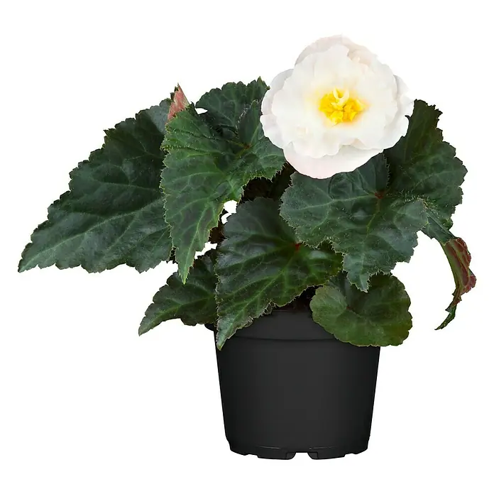 Piardino Begonie - Begonia x tuberhybrida, Topfvolumen: 11 l, Mehrfarbig - Diese Aufnahme zeigt eine Topfpflanze mit einer einzelnen, weißen Blüte mit gelber Mitte und dunkelgrünen Blättern vor einem schwarzen Hintergrund.
