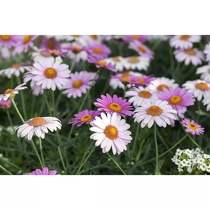 Piardino Strauchmargerite - Chrysanthemum frutescens, Sortenabhängig - Stimmungsaufnahme