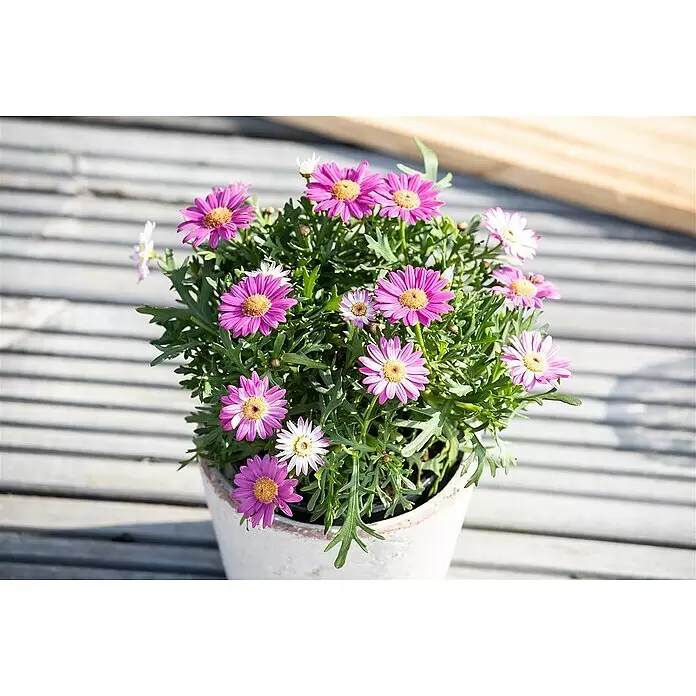 Piardino Strauchmargerite - Chrysanthemum frutescens, Sortenabhängig - Stimmungsaufnahme