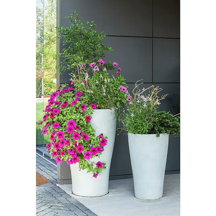 Piardino Großblumige Petunie - Petunia Hybride - Elegante Pflanzgefäße mit üppigen Blumenarrangements, darunter leuchtend pinkfarbene Petunien und zarte weiße Blüten, die eine einladende Atmosphäre schaffen.