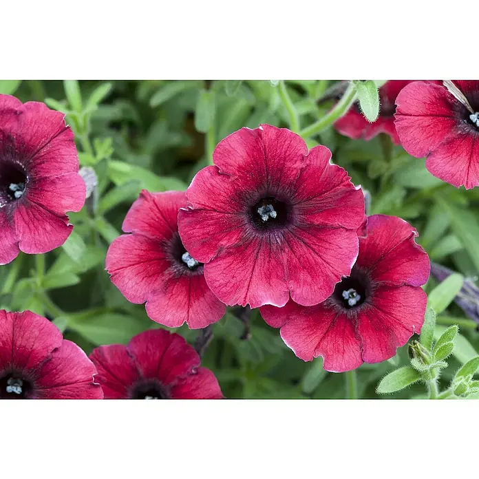 Piardino Großblumige Petunie - Petunia Hybride - Nahaufnahme einer Gruppe lebendiger, dunkelroter Petunienblüten mit dunklen Zentren, umgeben von grünen Blättern.