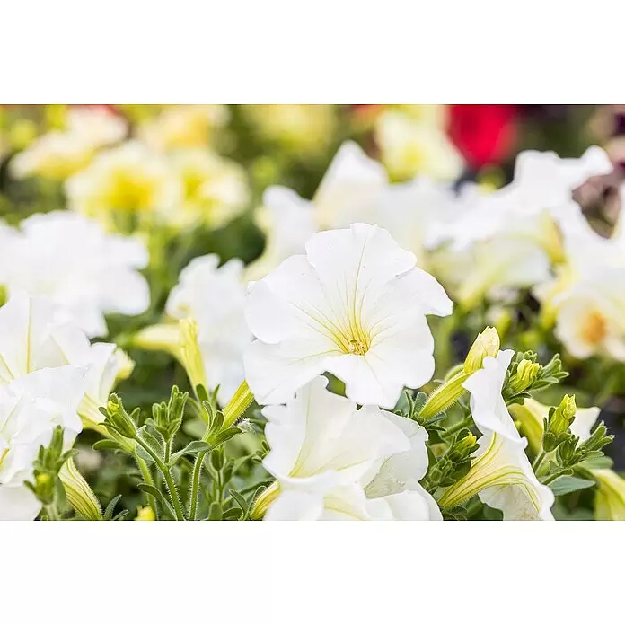Piardino Großblumige Petunie - Petunia Hybride - Stimmungsaufnahme