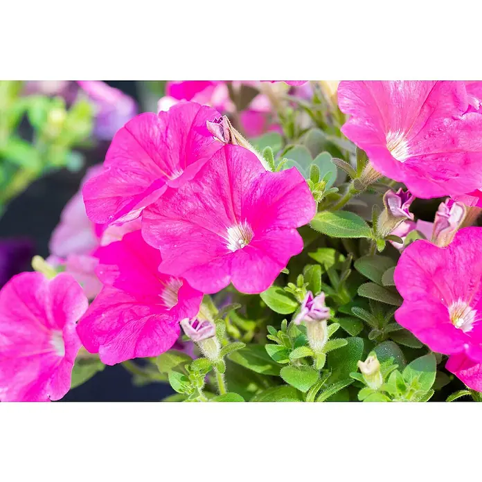 Piardino Großblumige Petunie - Petunia Hybride - Nahaufnahme von leuchtend pinkfarbenen Petunienblüten, die in voller Blüte stehen, mit grünen Blättern im Hintergrund.