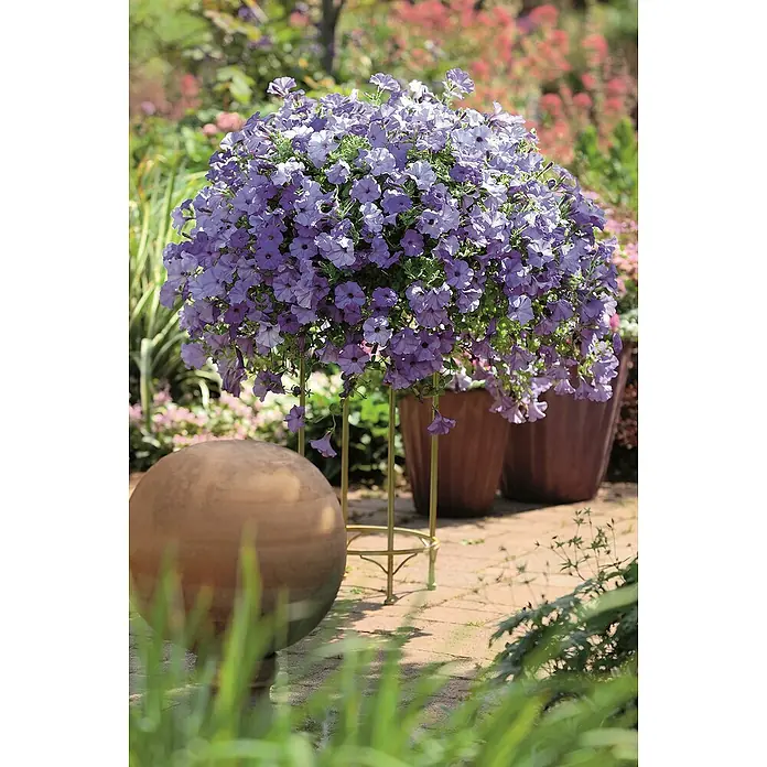 Piardino Großblumige Petunie - Petunia Hybride - Ein Kugel-Petunienbaum in einem Garten mit einem goldenen Ständer.