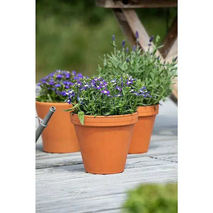 Piardino Lobelie - Lobelia 'Laguna', Blütenfarbe: Blau - Nahaufnahme von drei Terrakotta-Tontöpfen mit blühenden Blumen und Lavendel auf einem Holztisch im Freien.