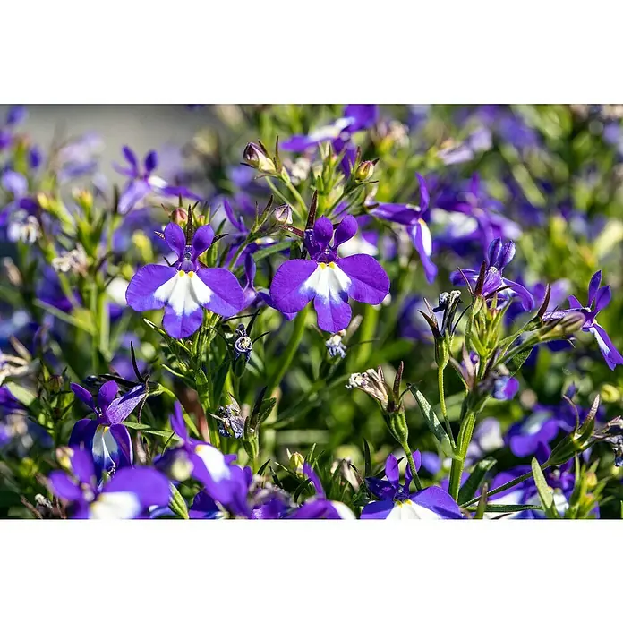 Piardino Lobelie - Lobelia 'Laguna', Blütenfarbe: Blau - Nahaufnahme von leuchtend violetten Lobelien-Blüten mit weißen Akzenten, die die zarte Schönheit der Blütenblätter hervorhebt.
