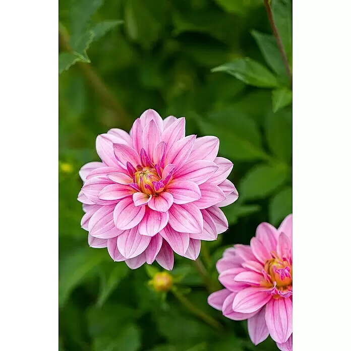 Piardino Dahlie - Dahlia Hybride, Topfgröße: 10 cm, Sortenabhängig - Stimmungsaufnahme