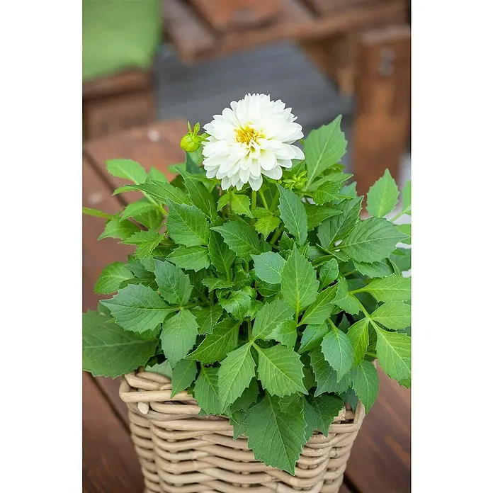 Piardino Dahlie - Dahlia Hybride, Topfgröße: 10 cm, Sortenabhängig - Nahaufnahme einer weißen Dahlie in einem Weidenkorb, die ihre zarten Blütenblätter und die lebendig grünen Blätter hervorhebt.