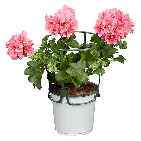 Zonal-Pelargonie