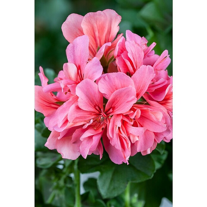 Piardino Hanggeranium (Potmaat: 10 cm) | BAUHAUS