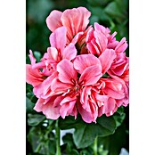Piardino Hanggeranium (Potmaat: 10 cm) | BAUHAUS