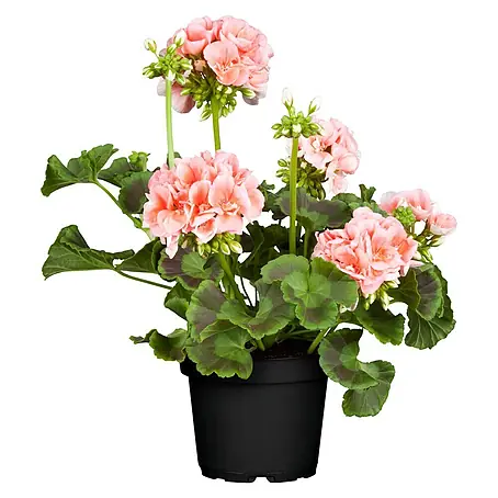 Piardino  Zonal-Pelargonie
