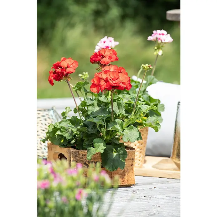 Piardino Zonal-Pelargonie - Pelargonium zonale, Blütenfarbe: Sortenabhängig - Ein rustikaler Holzkasten beherbergt leuchtend rote Geranien, die mit ihrem satten Grün und den zarten Blüten eine idyllische Gartenszene beleben.