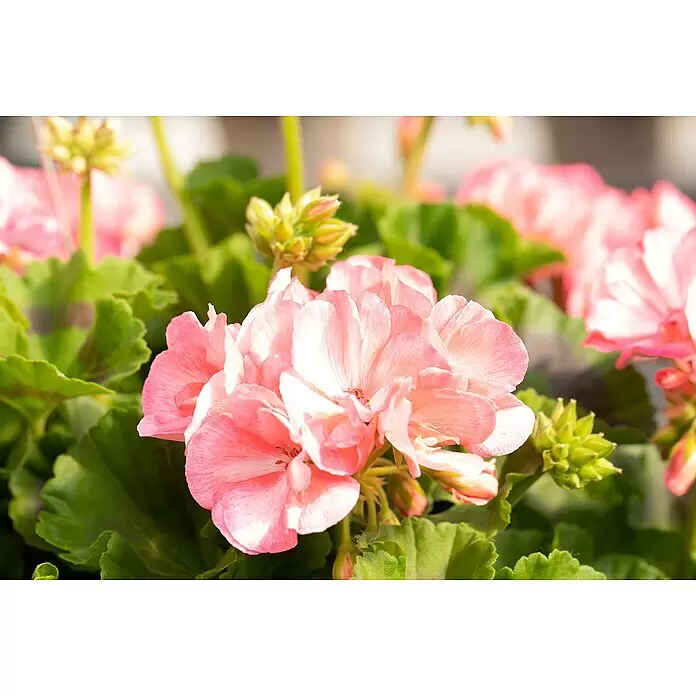 Piardino Zonal-Pelargonie - Pelargonium zonale, Blütenfarbe: Sortenabhängig - Gruppe rosa Geranienblüten mit grünen Blättern und Knospen.