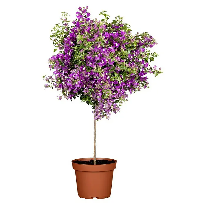 Piardino Balkonpflanzen-Mix Kübelpflanzen auf Stamm - in Sorten, Topfgröße: 19 cm - Topf-Bougainvillea mit leuchtend violetten Blüten und grünen Blättern, eine elegante Zimmerpflanze im Terrakottatopf.
