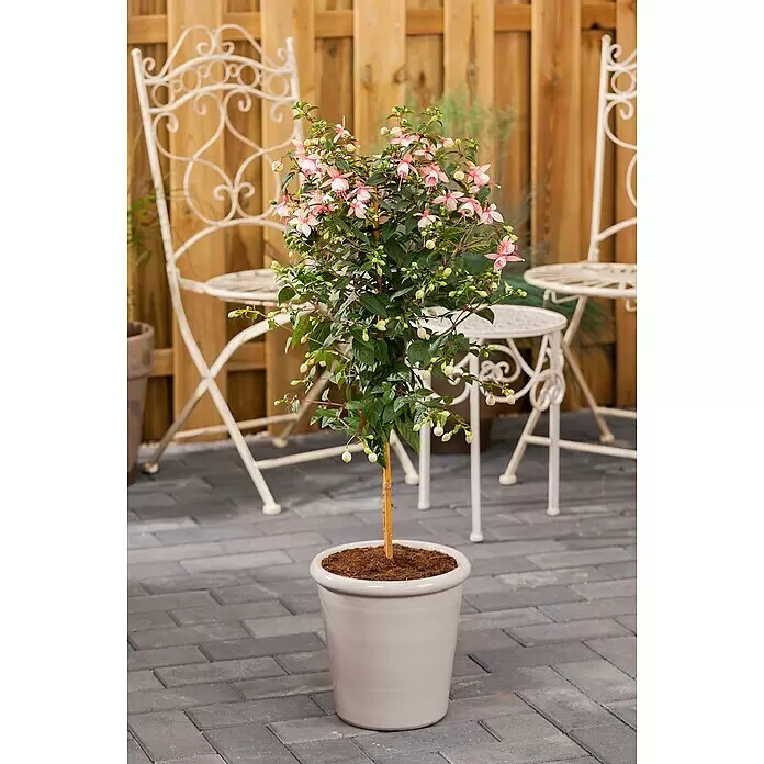 Piardino Balkonpflanzen-Mix Kübelpflanzen auf Stamm - in Sorten, Topfgröße: 19 cm - Blühende Fuchsien-Hochstamm-Pflanze mit rosa-weißen Blüten in hellem Keramiktopf auf einer Terrasse.