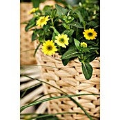Sanvitalia procumbens 10 gelb